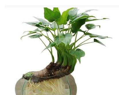 红钻浇水频率如何根据季节调整？春夏秋冬的浇水建议是什么？