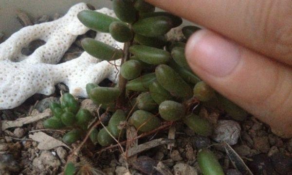虹之玉掉叶子怎么办？找出原因并采取补救措施！
