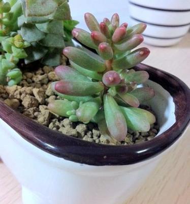 虹之玉锦掉叶子怎么办？如何正确处理植物落叶问题？