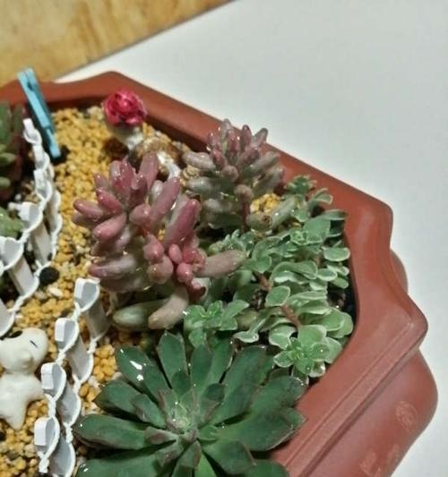 虹之玉锦掉叶子怎么办？如何正确处理植物落叶问题？