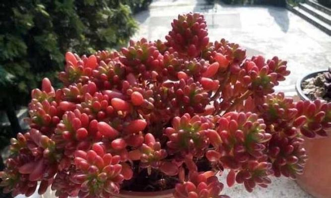 虹之玉锦掉叶子怎么办？如何正确处理植物落叶问题？