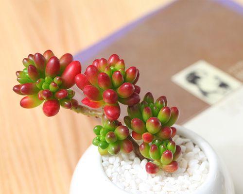 虹之玉养成老桩造型的秘诀是什么？需要多长时间才能成型？