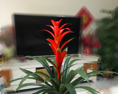 鸿运当头多久开花一次？如何正确养护以促进花期？