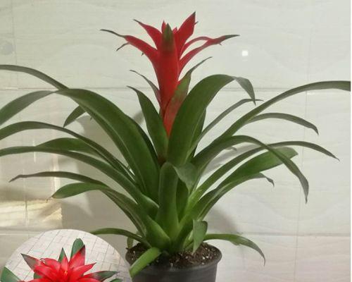 鸿运当头好养活吗？养殖鸿运当头需要注意什么？