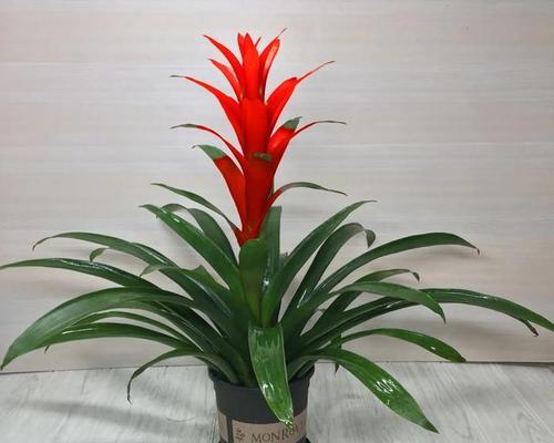 鸿运当头花摆放位置有讲究吗？最佳位置在哪里？