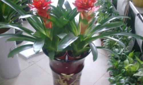 鸿运当头花谢后应该怎么办？花谢后养护方法有哪些？