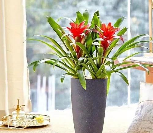 鸿运当头花谢后应该怎么办？花谢后养护方法有哪些？