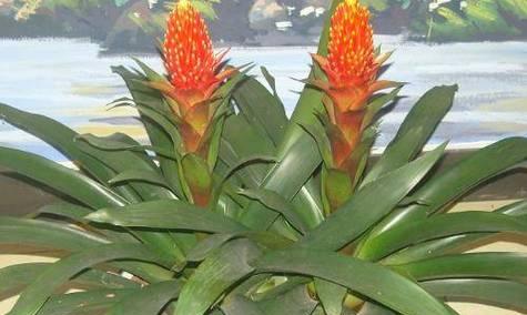 鸿运当头花有毒吗？能在家里安全养殖吗？