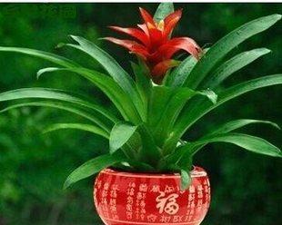 鸿运当头抗冻吗？如何在寒冷天气中保持植物活力？