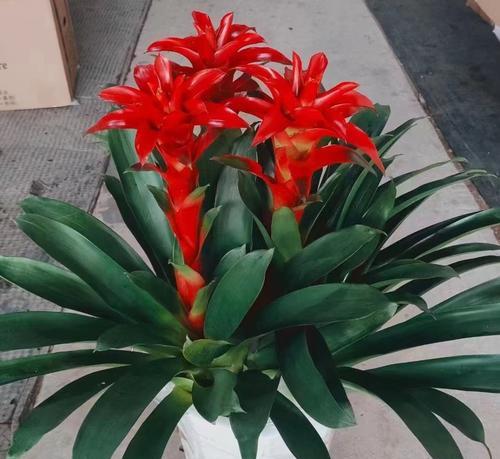 鸿运当头怕冻吗？如何在冬季保持鸿运当头的旺盛生长？