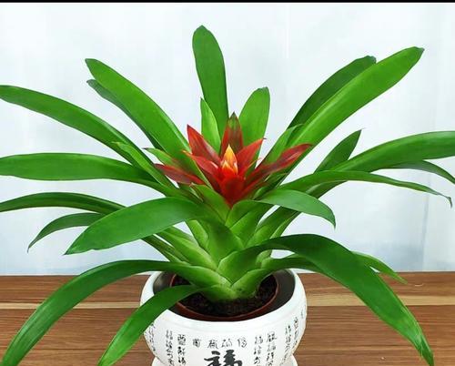 鸿运当头怕冻吗？如何在冬季保持鸿运当头的旺盛生长？