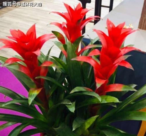 鸿运当头怕晒太阳吗？如何正确养护鸿运当头？