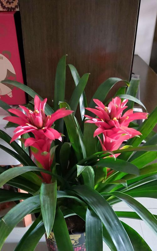 鸿运当头的花期是多久？哪个季节开花最旺盛？