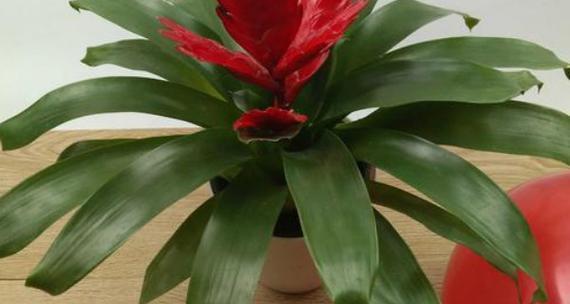 鸿运当头的花期是什么时候？开花时间是几月份？