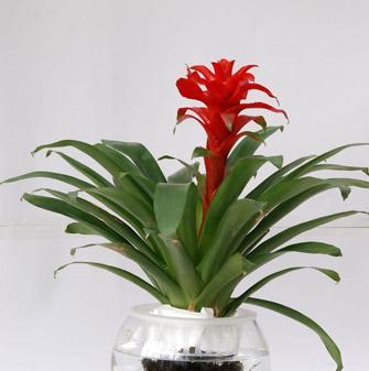 鸿运当头是什么植物？鸿运当头的养殖方法有哪些？