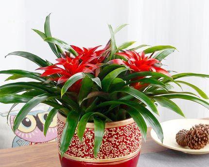 鸿运当头喜阳还是喜阴？植物养护常见问题解答