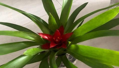 鸿运当头喜阳还是喜阴？植物养护常见问题解答