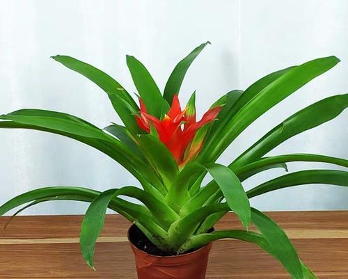 鸿运当头适合大盆还是小盆？如何选择合适的盆栽尺寸？