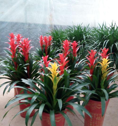 鸿运当头是什么植物？鸿运当头的分类和特点是什么？