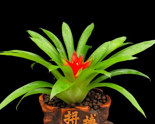鸿运当头是什么植物？鸿运当头的分类和特点是什么？