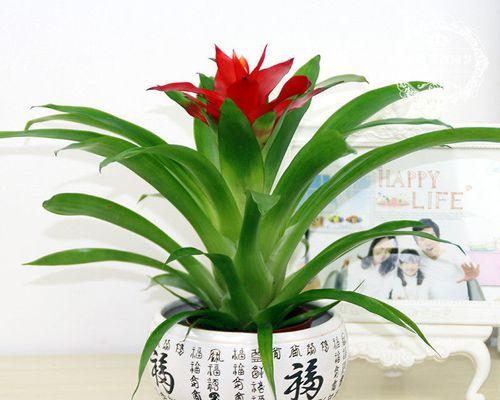 鸿运当头水培好还是土培好？哪种方式更适合？