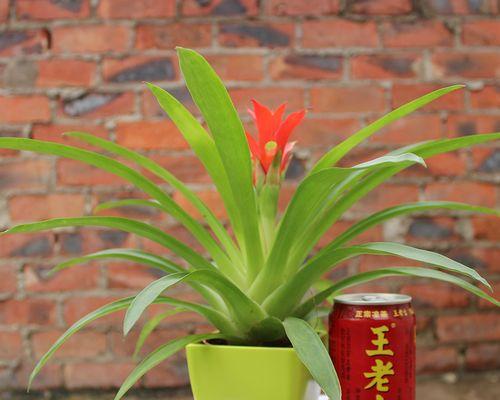 鸿运当头不开花是什么原因？如何解决？