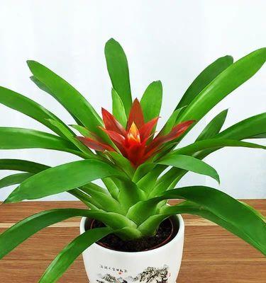 鸿运当头不开花是什么原因？如何解决？