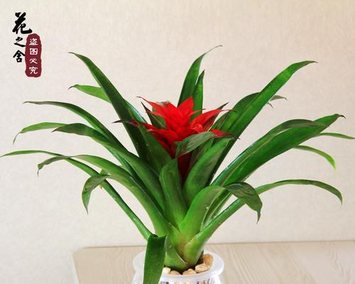 鸿运当头喜不喜欢阳光？如何判断植物对光照的需求？
