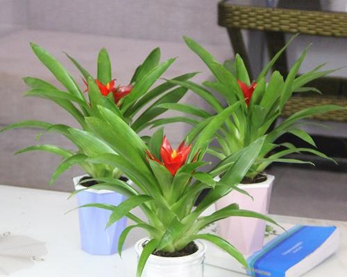 鸿运当头喜光吗喜阳光还是喜阴？如何判断植物光照需求？
