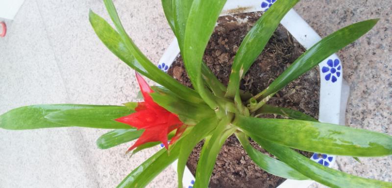 鸿运当头叶子发黄怎么办？如何正确处理植物黄叶问题？