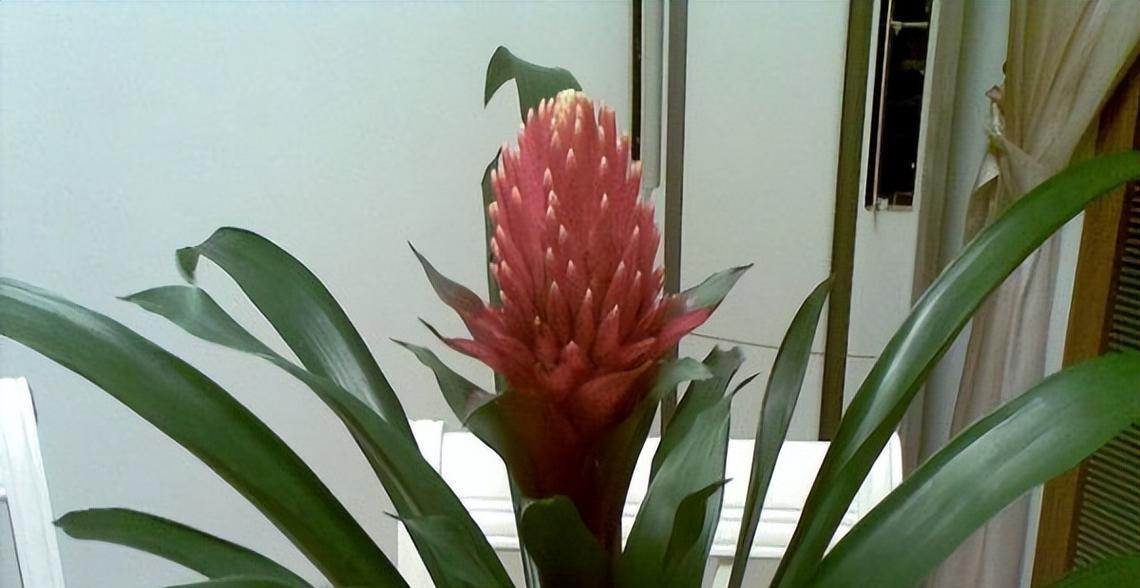 鸿运当头叶子发黄怎么办？如何正确处理植物黄叶问题？