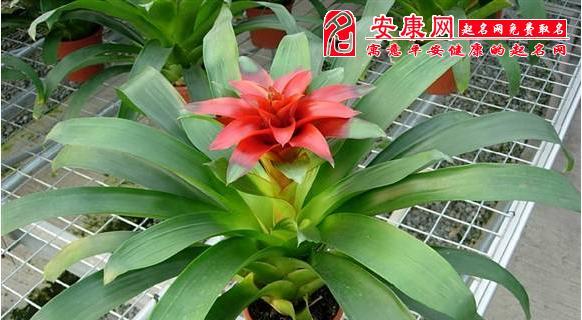 鸿运当头用什么肥料最好？如何选择合适的肥料促进生长？