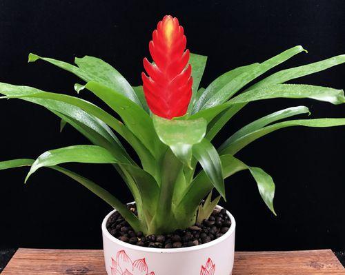 鸿运当头适合哪种花盆？如何选择美观又实用的花盆？