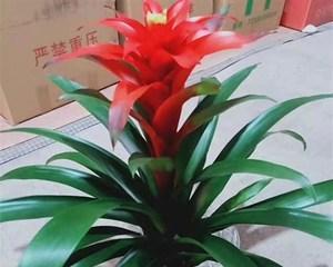 鸿运当头适合哪种花盆？如何选择美观又实用的花盆？