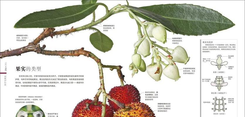 猴魁什么时候采摘最好？收获季节有哪些注意事项？