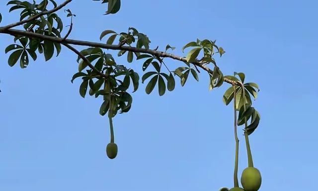 猴面包树几年结果实？如何正确种植和养护？
