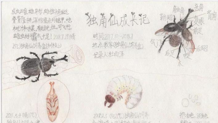 猴面包树块茎繁殖与种植方法是什么？如何确保成活率高？