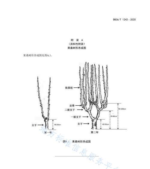 猴面包树块茎繁殖与种植方法是什么？如何确保成活率高？