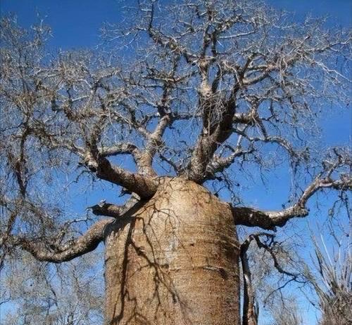 猴面包树是热带植物吗？它有哪些独特属性和生长环境？