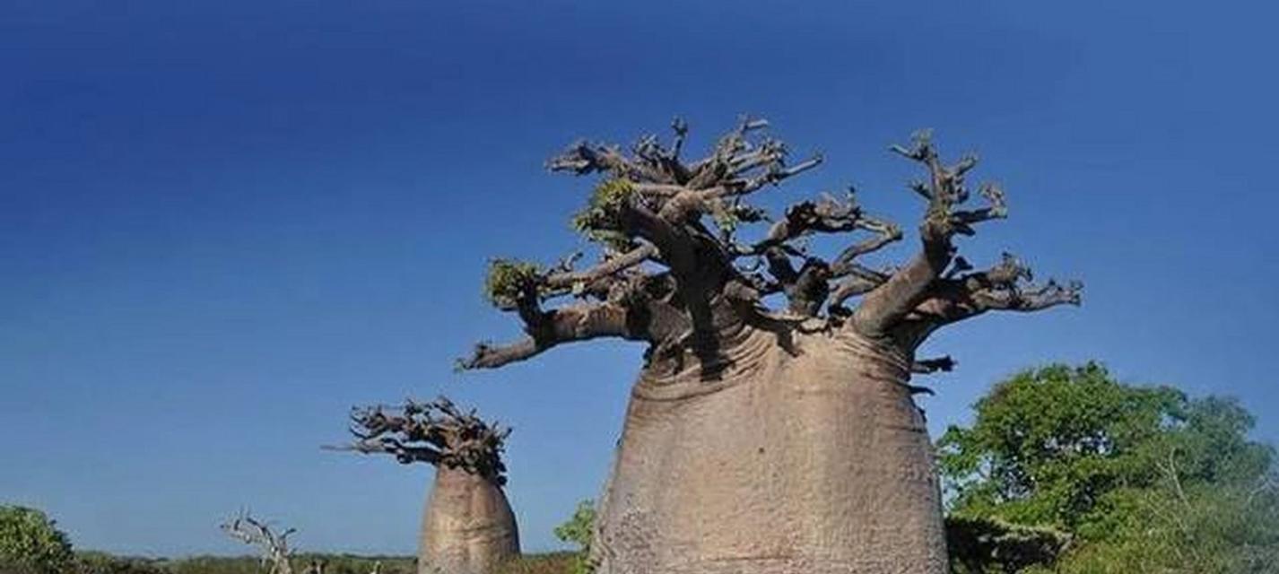 猴面包树属于什么植物类型？其独特属性有哪些？