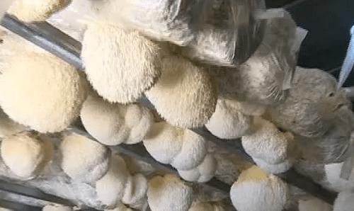 猴头菇种植条件是什么？哪些地方最适合种植猴头菇？