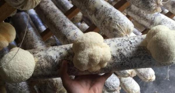 猴头菇种植条件是什么？哪些地方最适合种植猴头菇？