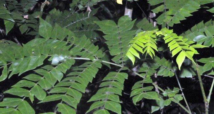 猴头是哪种植物的种子？如何识别和使用猴头种子？