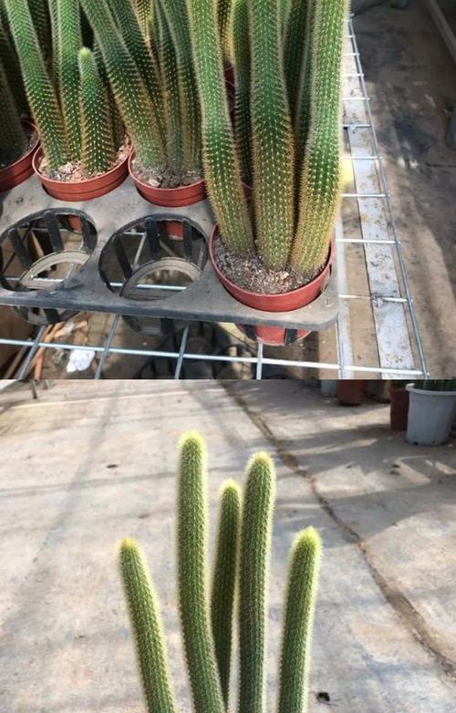 猴尾柱开花时间是什么时候？如何正确养护以促进开花？