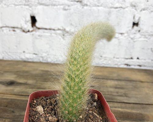 猴尾柱养护技巧是什么？如何让它顺利开花？