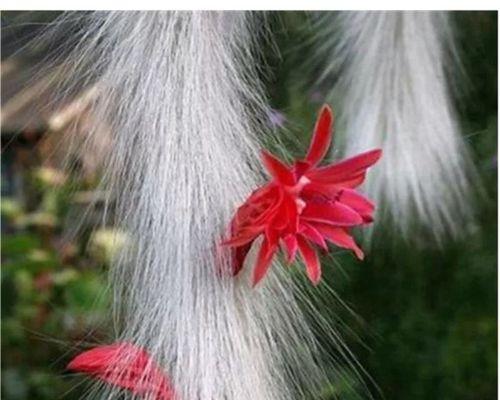 猴尾柱养护技巧是什么？如何让它顺利开花？