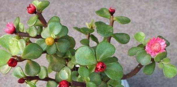 厚脸皮植物掉叶子是什么原因？如何有效处理？
