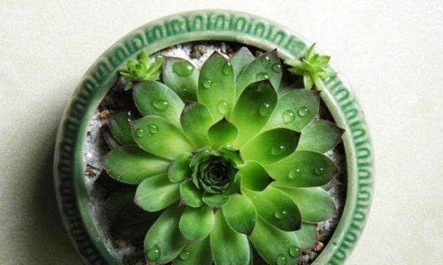厚脸皮植物掉叶子是什么原因？如何有效处理？