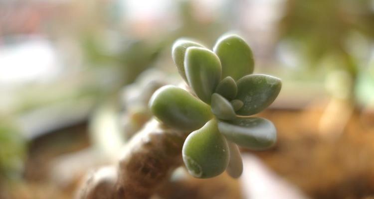 厚脸皮植物能否水培？水培方法有哪些？