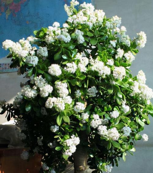 厚脸皮植物叶插方法是什么？叶插成功的关键因素有哪些？